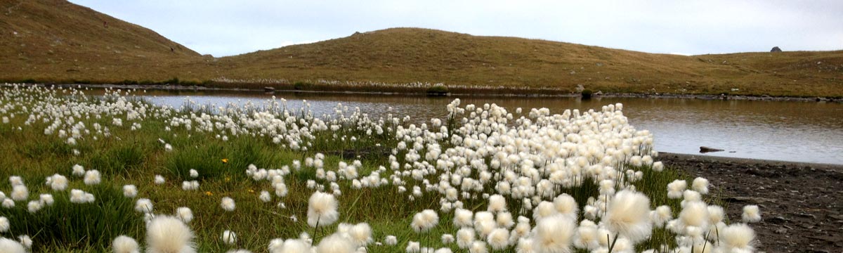 Linaigrettes dans le Vallon de Réchy Linaigrettes dans le Vallon de Réchy